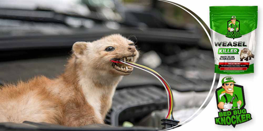 Podlasice pogosto režejo avtomobilske električne kable. Kako lahko učinkovito preprečimo to težavo?