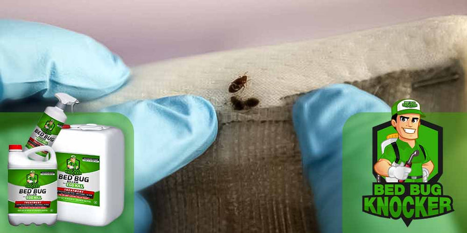 Kako uporabiti sredstvo proti stenicam postelje Bed Bug Knocker?